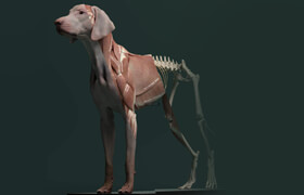 Flippednormals - Canine Anatomy Model