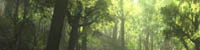 asileFX - Getting Started with Vue 9 Forest Creation
