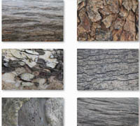 Tree Bark Textures