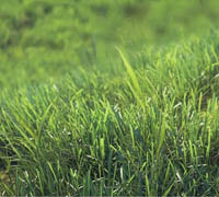 VIz-People Photorealistic Grass Tutorial