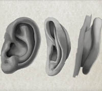 Digital Tutors - Methods for Drawing the Human Ear