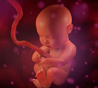 Turbosquid - Human Fetus