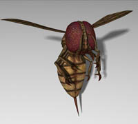 turbosquid - Monstrous Blood Wasp