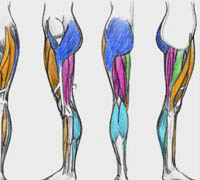 Digital Tutors - Drawing the Lower Body