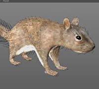 cinema4D.ws - professional training - squirrel