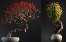 ArchiCG Plants - Bonsai 4 Interior Volume 1