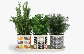 Orla Kiely - 3 Herb Pots With Tray