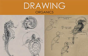 Foundation Patreon Term 10 - Dynamic Sketching Organics  ​