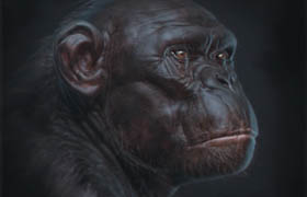 Gumroad - Primate Anatomy Complete by Ben Mauro