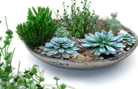 Pots with plants succulents 2  Succulentus