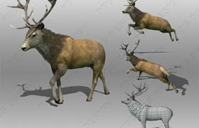 cgtrader - Stag Animated