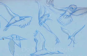 AnimationMentor - Introduction to Flying Creature