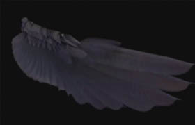 cmiVFX - Cinema 4D Advanced Feather Systems