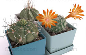Three cactus