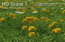 Mentor Plants HQ Grass 1