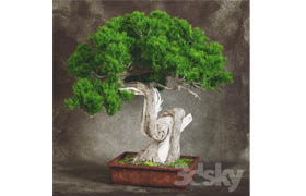 bonsai