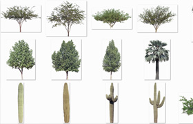 Imagecels - Desert Trees