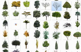 ImageCels - Professional Trees & Shrubs