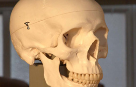 ZBW - Human Skull Reference Images