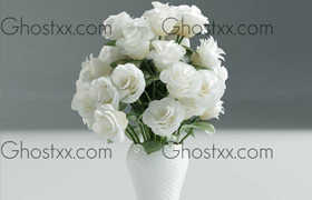 White Rose in Vase