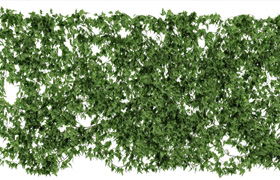 Wall of ivy leaves v2