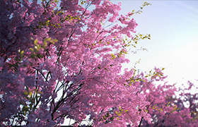 VIZPARK Real Trees 3dsmax