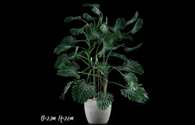 ​Big Monstera / Big Monstera