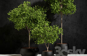 Plants Ficus Benjamin