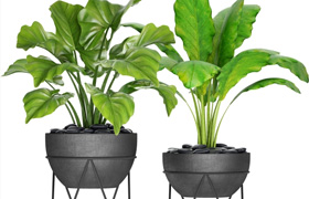 Collection of plants in pots 25
