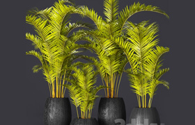 A collection of palms in pots 2