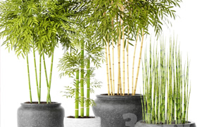 Contest Bamboo and Equisetum