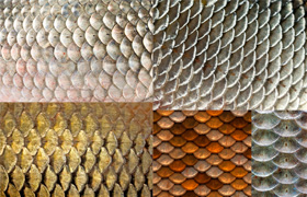 creativemarket - 20 Fish Glitter Scale Textures