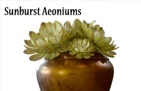 Sunburst Aeoniums