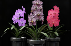 Orchid Vanda