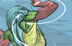 force drawing human anatomy 1st mike mattesi