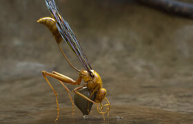 The Gnomon Workshop - Hyper-realistic Insect Design with Eric Keller