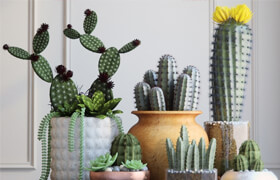 ​Cacti