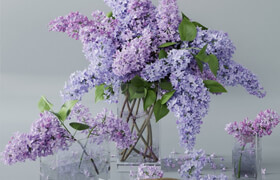 lilac 4