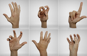 Anatomy 360 Male Hands