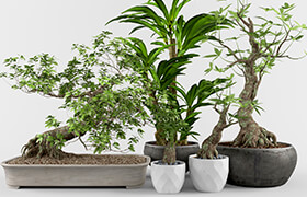 Plant 01 - 3dmodel