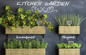 Kitchen garden 3
