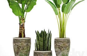 Collection of plants in pots 37