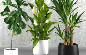 Contemporary houseplant set 3