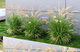 Ornamental grass Fountaingrass green