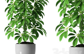 SCHEFFLERA PLANTS 35