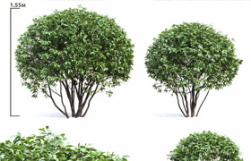 Ligustrum shining (Biryuchina)