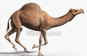 Turbosquid - 3d models camel animation 3d max 1073755