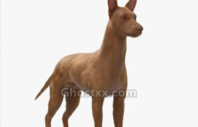 Turbosquid - Dog Animated 3D model fbx