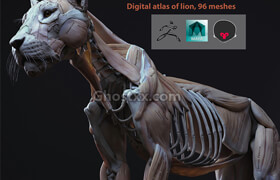 Cubebrush - Lion Anatomy