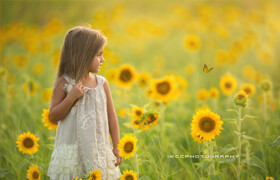 KCC Sunflower Digital Backgrounds